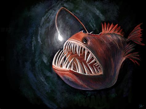 Angler Fish by Liz Abshire on Dribbble