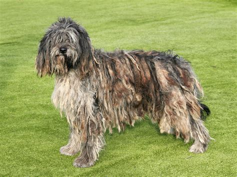 25 Newest Dog Breeds The AKC Has Recognized - The Delite