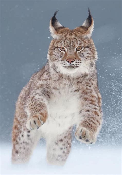 Lynx in the snow | Wild cats, Big cats, Animals