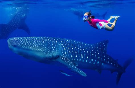 Swimming With Whale Sharks | Sustainable Watching Fishes - FOS