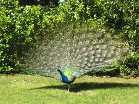 File:Peacock 2.JPG - Wikipedia, the free encyclopedia