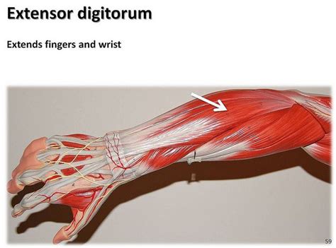 Extensor digitorum - Muscles of the Upper Extremity Visual Atlas, page 59 | by Rob Swatski ...