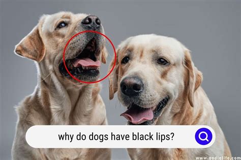 Why Do Dogs Have Black Lips Wiki | Lipstutorial.org