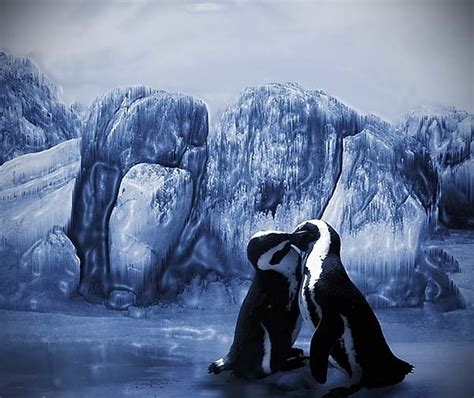 Penguin Couple. - Penguins Photo (37891784) - Fanpop