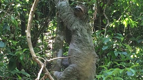 Sloths in Costa Rica - Special Places of Costa Rica