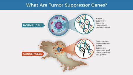 Neoplasm | Definition, Types, Causes & Treatment - Video & Lesson Transcript | Study.com