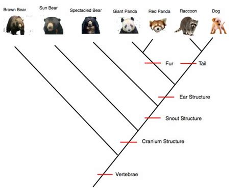 Cladogram | Science biology, Biology, Animal classification