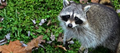 Raccoon Holding Cat