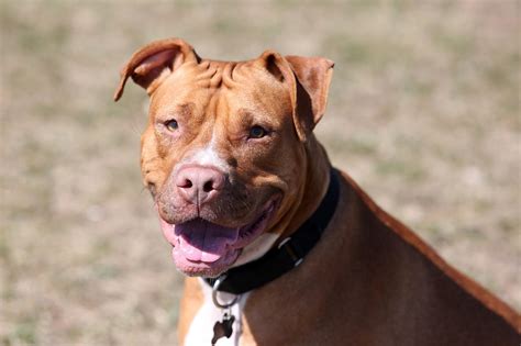 Red Nose Pitbull - The Facts About This American Terrier - Animal Corner