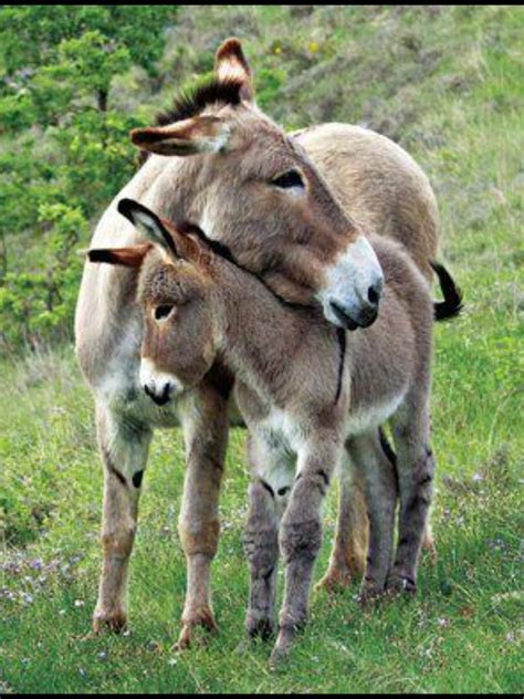 Teen becomes mom to baby donkey and it changed both of their lives – Artofit