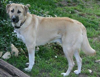 Anatolian Shepherd Dog Info, History, Temperament, Training, Puppy, Pictures