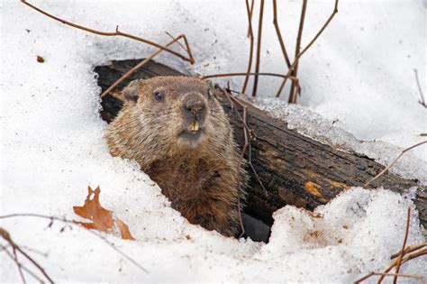 8 Fun Facts About Groundhogs