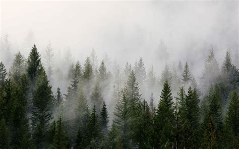 HD wallpaper: green pine trees with fog, pine trees with white smoke during day time | Wallpaper ...