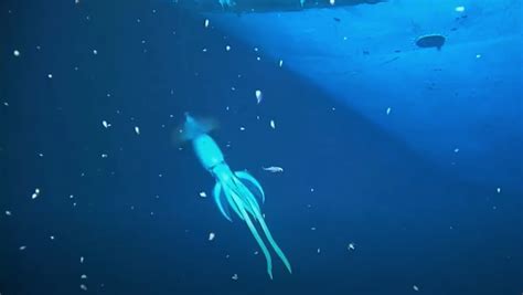 Here’s New Footage of a Giant ‘Mystery’ Squid Near a Shipwreck - Nerdist