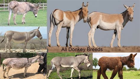 Types Of Donkeys Donkey Breeds, Mules Animal, Animals, 49% OFF