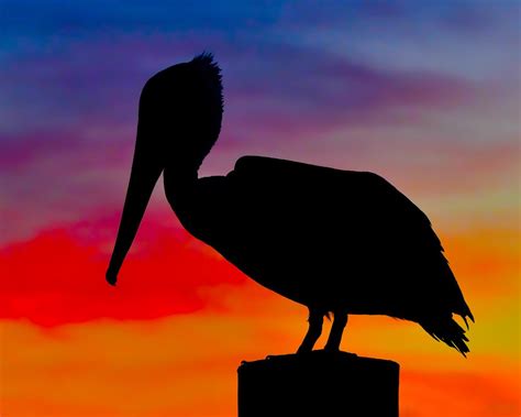 PELICAN SILHOUETTE at SUNSET | Smithsonian Photo Contest | Smithsonian Magazine