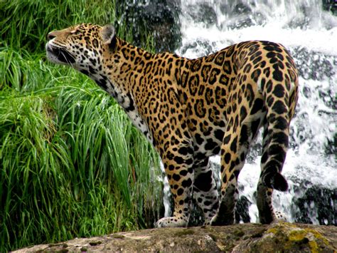 Jaguar Beside Waterfall - Chester Zoo - ZooChat