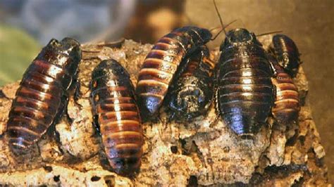 How to Get Rid of Cockroach Nest - All About Roaches