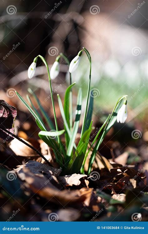 Spring Flower Snowdrop is the First Flower in the End of Winter and the ...