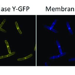 | Membrane localization of RNase Y. Fluorescence microscopy of the... | Download Scientific Diagram