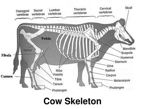 PPT - The Skeletal System PowerPoint Presentation, free download - ID:3650499