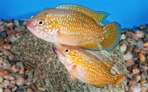 African Cichlids Breeding - The Complete Guide - VIVO Pets