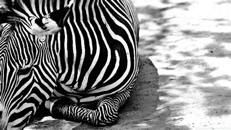 Zebra, black, stripes, white, HD wallpaper | Peakpx