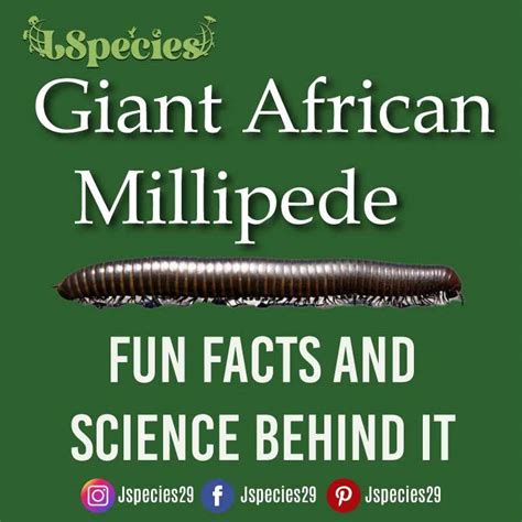 Giant African Millipede | Fun Facts And Science Behind It