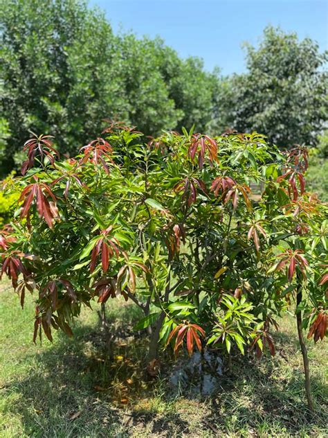 Common Mango Tree Diseases: Symptoms, Identification, Treatment, Control, and Management | Pests ...