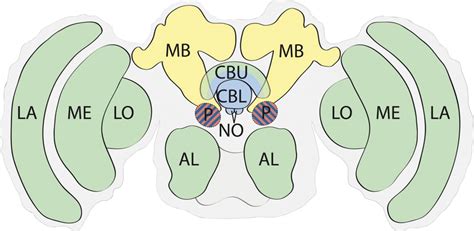Basic functional anatomy of the insect brain (not to scale). The... | Download Scientific Diagram