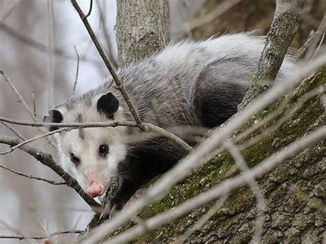 Possum vs. Opossum: Is There a Difference? | Merriam-Webster