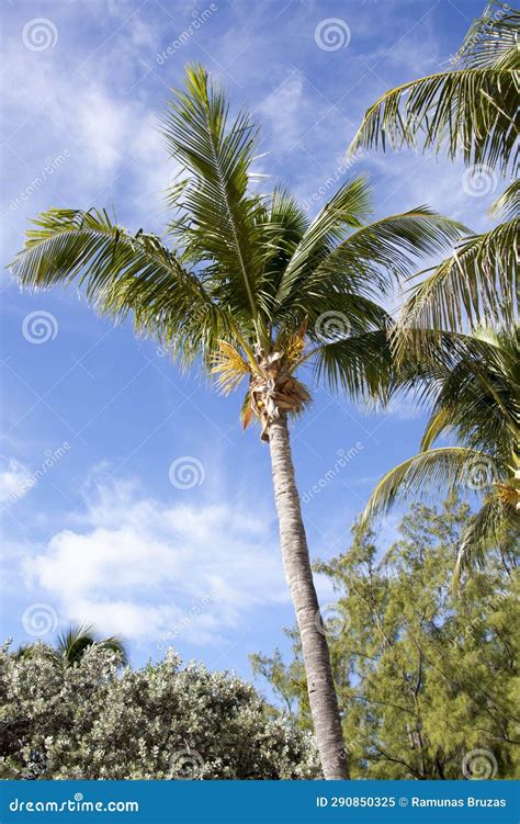 Little Stirrup Cay Tropical Nature Stock Image - Image of tourist, stirrup: 290850325