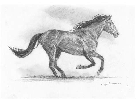 "Galloping horse drawing" Canvas Prints by Mike Theuer | Redbubble