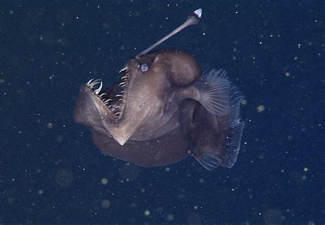 Creepy Deep-Sea Anglerfish Captured in Rare Video | Live Science