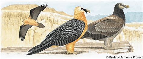 Lammergeier, Bearded Vulture - A Field Guide to Birds of Armenia ::Acopian Center for the ...