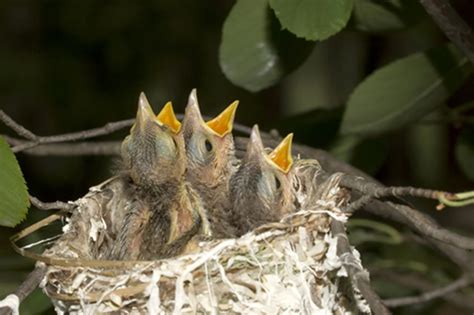 June 2023 Bird's Nest; Babies, Babies Everywhere :... - Blogs & Forums