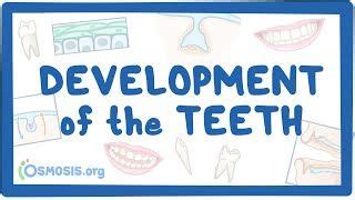 Video poster for Development of the Teeth