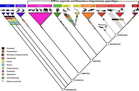 What is a Cladogram? - Definition, Types And Examples | EdrawMax