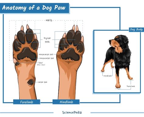 Premium Vector | Anatomy of a dog paw