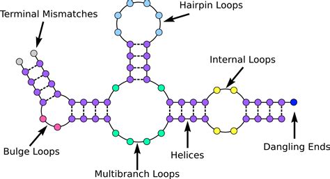 RNA Secondary Structure · Wiki · DAVID H MATHEWS / bootcamp · GitLab