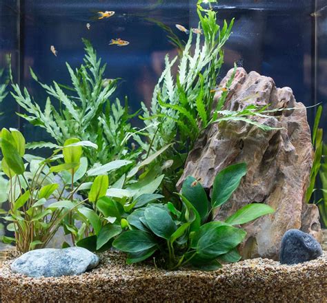 Unconventional Aquarium Plants – Choosing Fish Tank Garden Plants ...