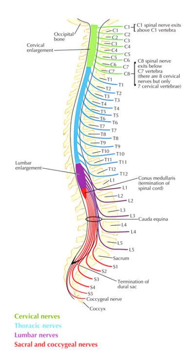 Anatomy Chart Spinal Nerves