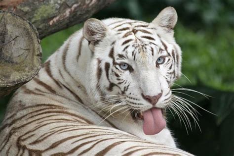 White Tiger, Face, Tiger, Wallpaper, White, Animals, #1859