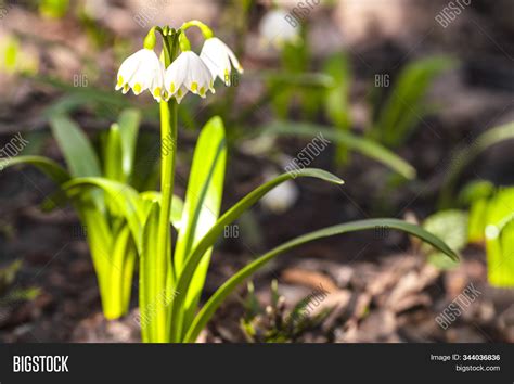 Snowdrop Spring Image & Photo (Free Trial) | Bigstock