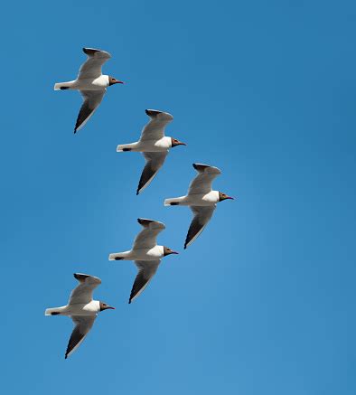 Seagulls Flying In Formation Stock Photo - Download Image Now - iStock