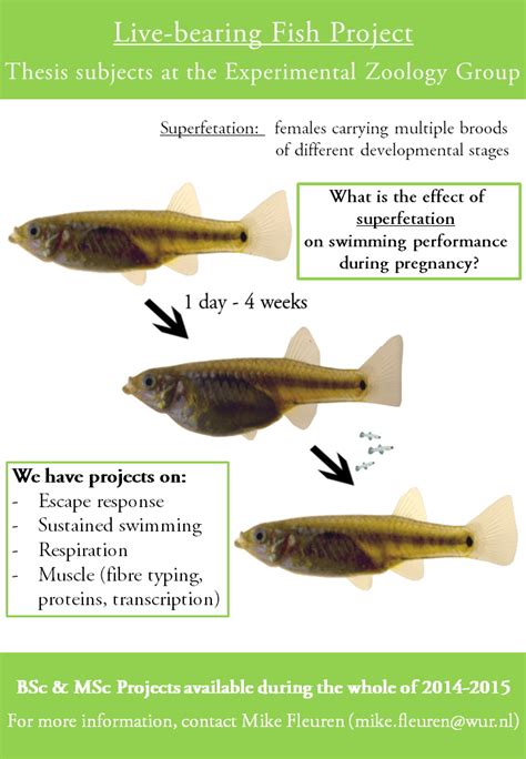 Swimming performance in pregnant livebearing fish - WUR