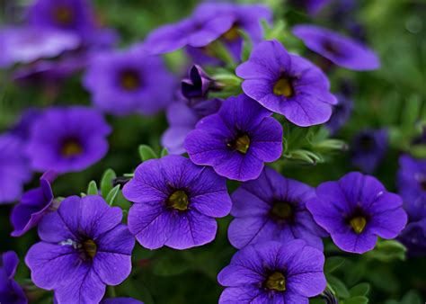 Purple Flowers · Pexels · Free Stock Photos