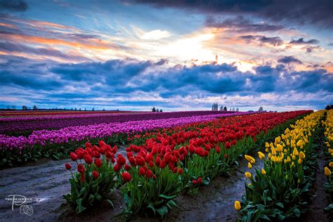 skagit valley tulip festival Archives - Love La Conner