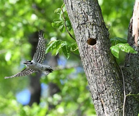 Downy woodpecker in Milford, Michigan. Photo by Jocelyn Anderson. | Nature birds, Downy ...