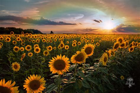 A Sunflower Field of Happiness - Plano, Texas family photographer - Eliz Alex Photography